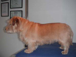 Norfolk Terrier After