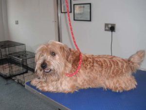 Norfolk Terrier Before