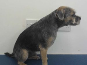 Border Terrier After