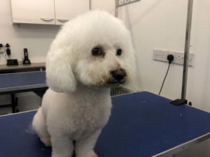 Penny Bichon