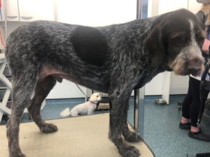 Wire Haired Pointer - handstripped