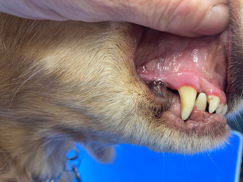 Ultrasound Dog Tooth Cleaning Amanda Stiles