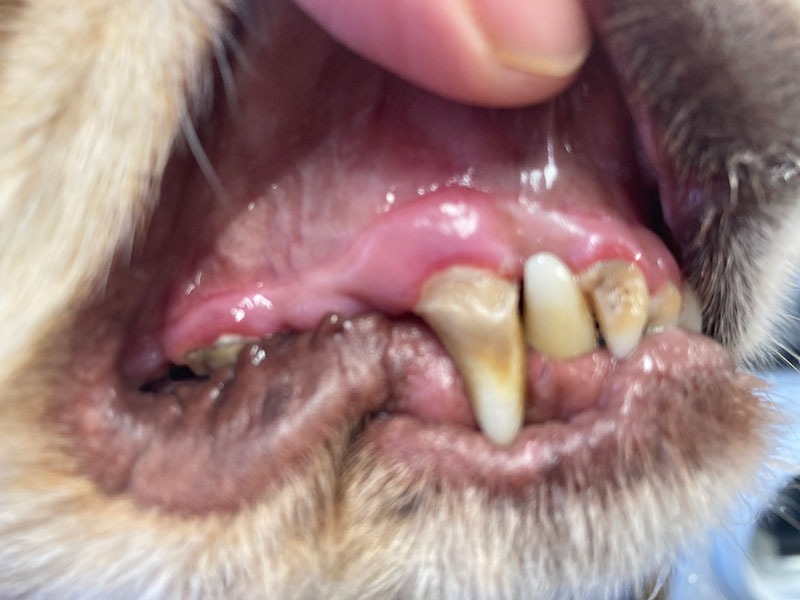 Ultrasound Dog Tooth Cleaning Amanda Stiles