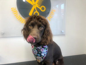 Cocker Spaniel After